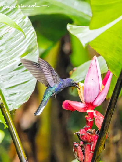 Hummingbirds of Costa Rica